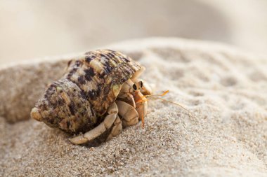 Kapat; Pavurya tropikal plaj