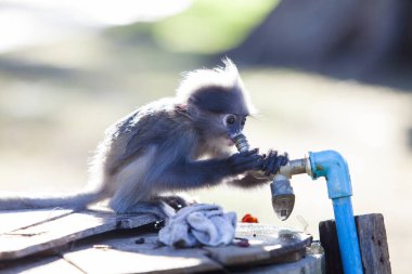 Gölgeli yaprak maymun, gözlüklü langur veya gözlüklü yaprak Pzt