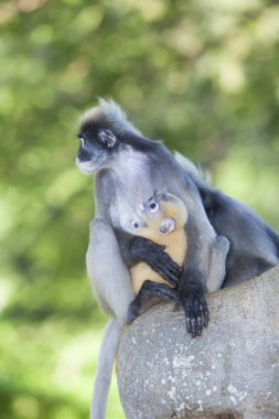 Gölgeli yaprak maymun, gözlüklü langur veya gözlüklü yaprak Pzt