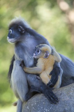 Gölgeli yaprak maymun, gözlüklü langur veya gözlüklü yaprak Pzt