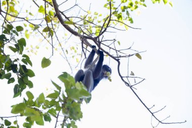 Gölgeli yaprak maymun, gözlüklü langur veya gözlüklü yaprak Pzt