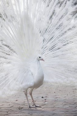 Beyaz tavus kuşu kuyruğunu (tüy gösterir)