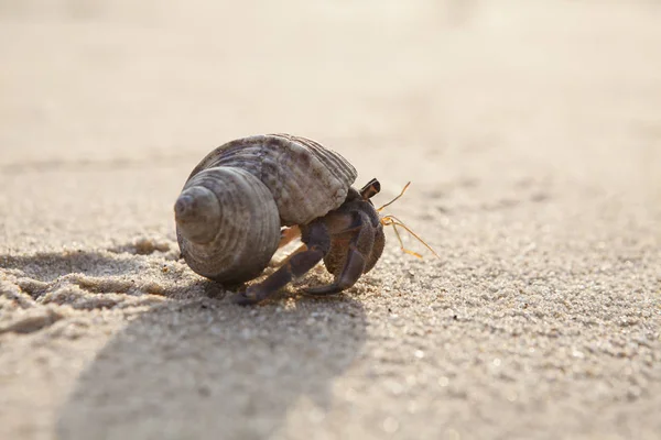 Close up; Hermit crab on tropical beach — Stock Photo, Image
