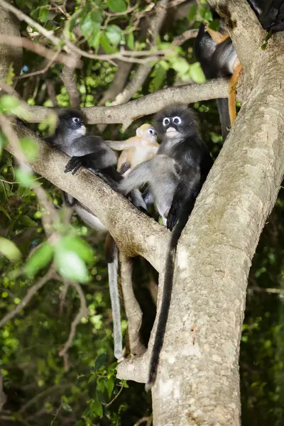 A sötét levél majom, Pápaszemes langur, vagy a Pápaszemes levél mon — Stock Fotó