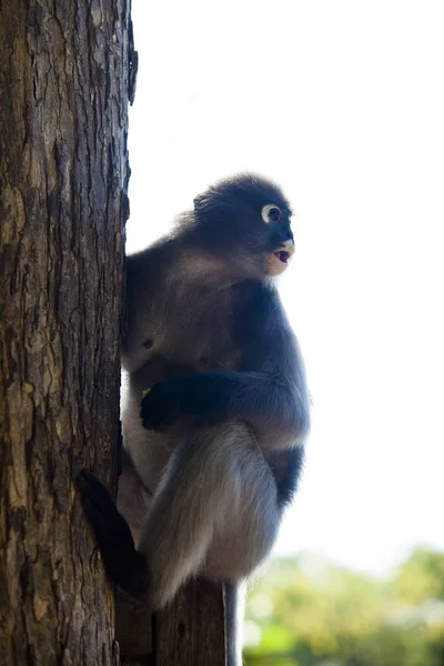 A sötét levél majom, Pápaszemes langur, vagy a Pápaszemes levél mon — Stock Fotó