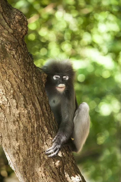 El mono de hoja oscura, langur de anteojos, o mon de hoja de anteojos —  Fotos de Stock