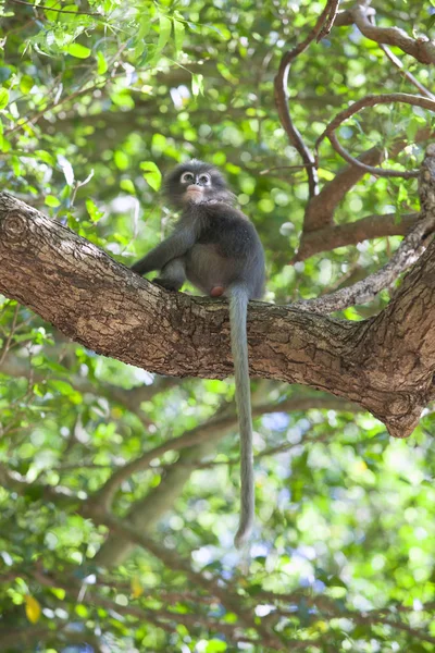 El mono de hoja oscura, langur de anteojos, o mon de hoja de anteojos — Foto de Stock