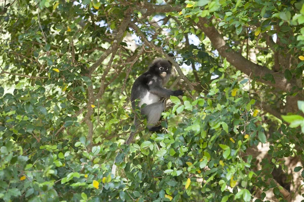 O macaco-da-folha-escura, lângur-de-óculos, ou mon-folha-de-óculos — Fotografia de Stock