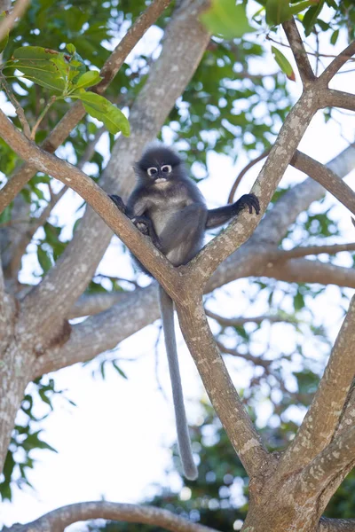 El mono de hoja oscura, langur de anteojos, o mon de hoja de anteojos — Foto de Stock