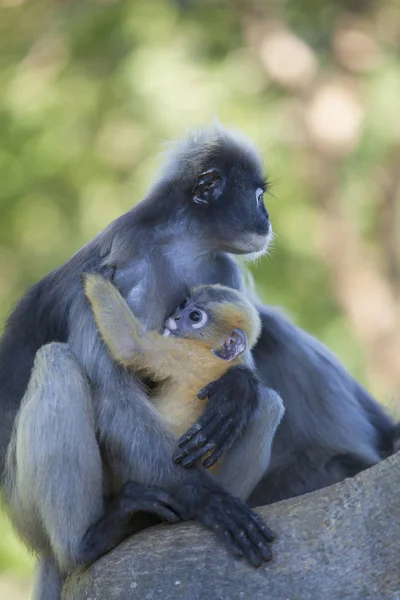 The dusky leaf monkey, spectacled langur, or spectacled leaf mon — Stock Photo, Image