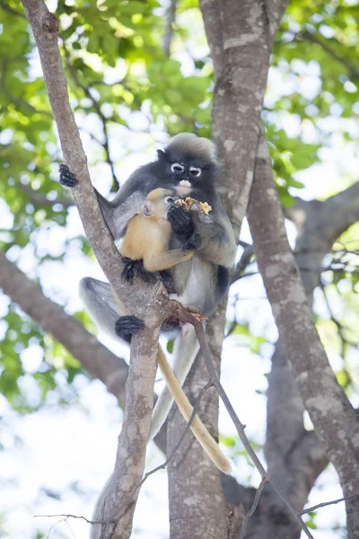 El mono de hoja oscura, langur de anteojos, o mon de hoja de anteojos — Foto de Stock