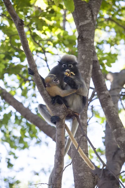 A sötét levél majom, Pápaszemes langur, vagy a Pápaszemes levél mon — Stock Fotó