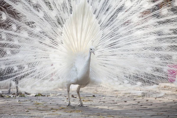 white peacock shows its tail (feather)