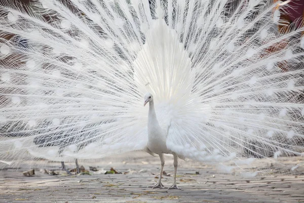 Белый павлин показывает свой хвост (перо ) — стоковое фото