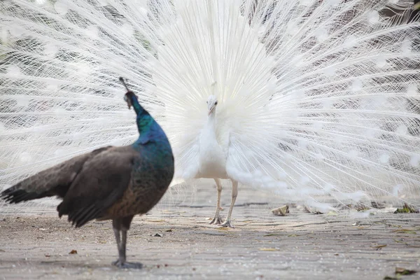 Pavo real blanco muestra su cola (pluma ) — Foto de Stock