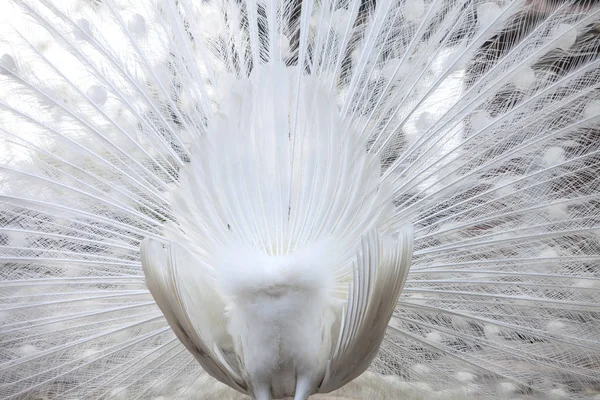 Paon blanc montre sa queue (plume ) — Photo