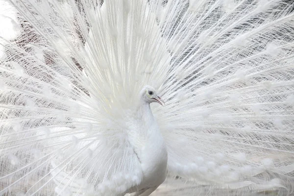 Белый павлин показывает свой хвост (перо ) — стоковое фото