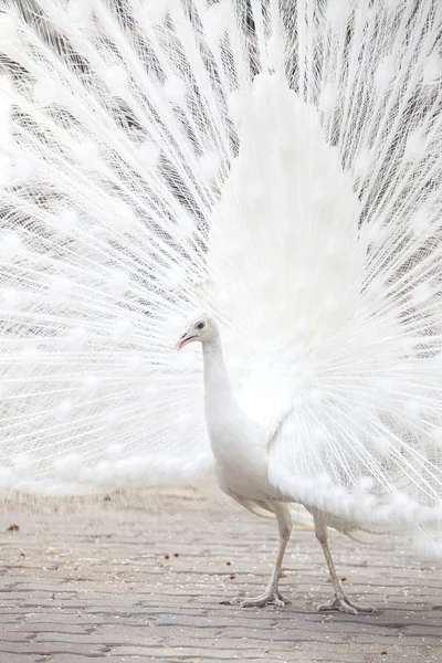 Paon blanc montre sa queue (plume ) — Photo