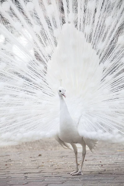 Paon blanc montre sa queue (plume ) — Photo