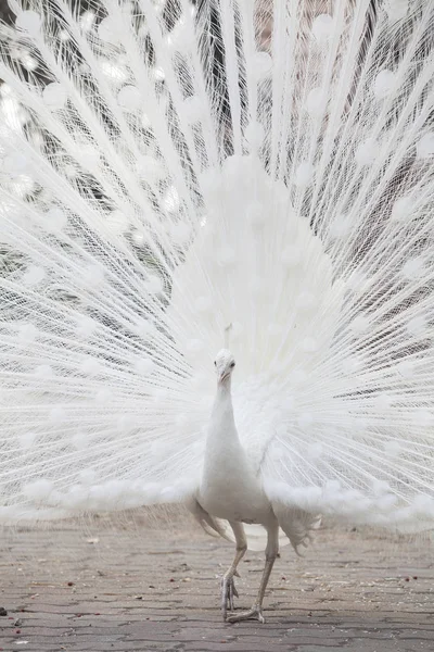 Paon blanc montre sa queue (plume ) — Photo