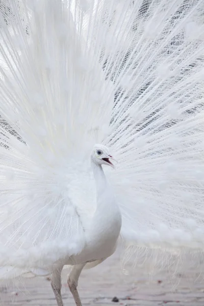 Paon blanc montre sa queue (plume ) — Photo