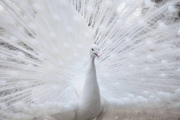 white peacock shows its tail (feather)