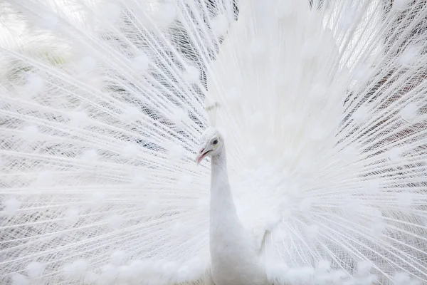 Pavo real blanco muestra su cola (pluma ) — Foto de Stock