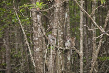 Maymun mangrov orman