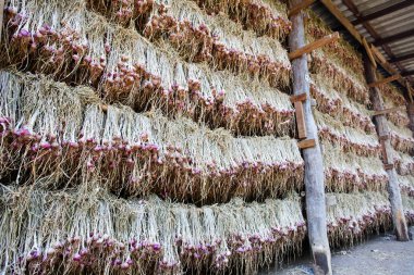 Tarım sebze Tayland