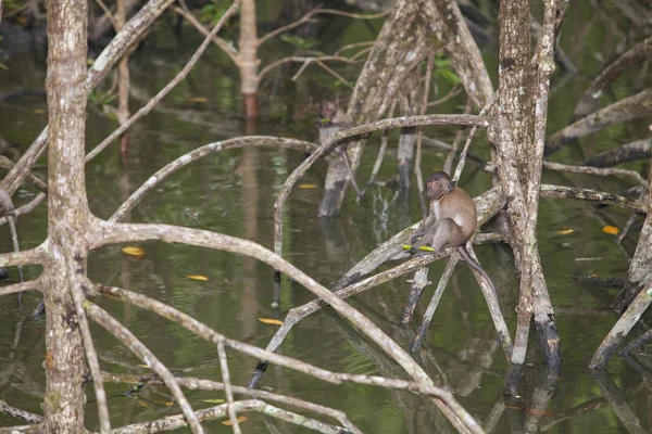 Affe im Mangrovenwald — Stockfoto