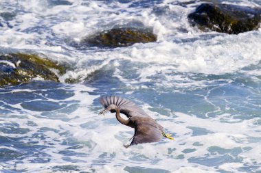 Balık arıyorum Pasifik resif ak balıkçıl, siyah Pasifik resif ak balıkçıl