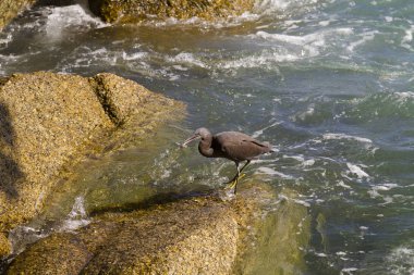 Balık arıyorum Pasifik resif ak balıkçıl, siyah Pasifik resif ak balıkçıl