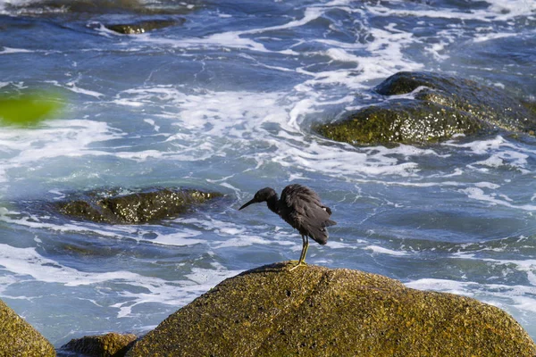 Erereta de recife pacífico, egret de recife pacífico preto à procura de peixes em — Fotografia de Stock