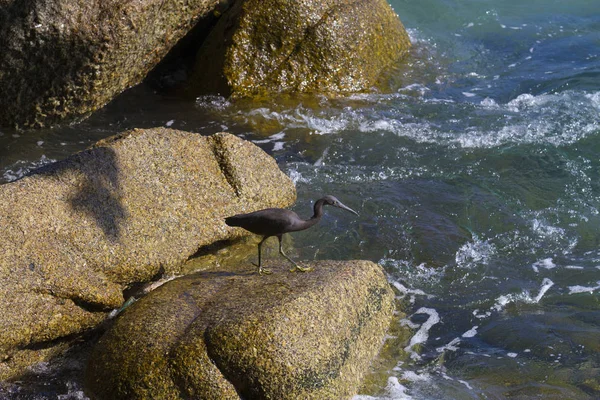 Pazifische Riffreiher, schwarze pazifische Riffreiher auf der Suche nach Fischen bei — Stockfoto