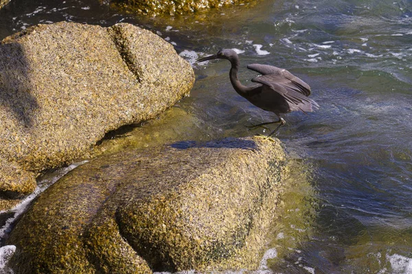 Pazifische Riffreiher, schwarze pazifische Riffreiher auf der Suche nach Fischen bei — Stockfoto