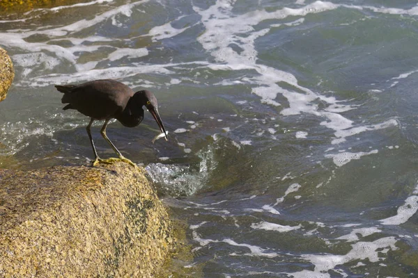 Pazifische Riffreiher, schwarze pazifische Riffreiher auf der Suche nach Fischen bei — Stockfoto