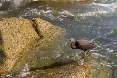 Balık arıyorum Pasifik resif ak balıkçıl, siyah Pasifik resif ak balıkçıl