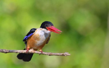 Kingfisher Halcyon pileata