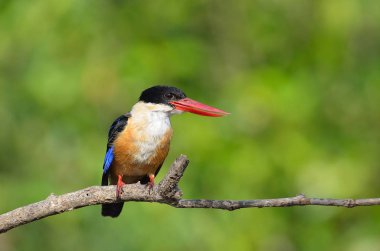 Kingfisher Halcyon pileata
