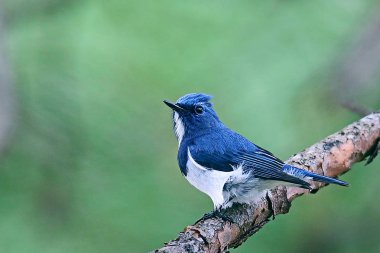 Vahşi Asya'da kuşlar.