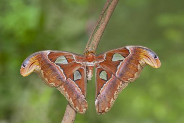 Doğadaki güzel Kelebek.