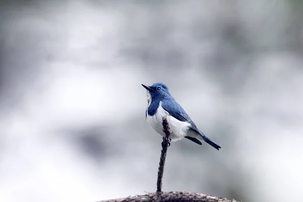 野生のアジアの鳥. — ストック写真