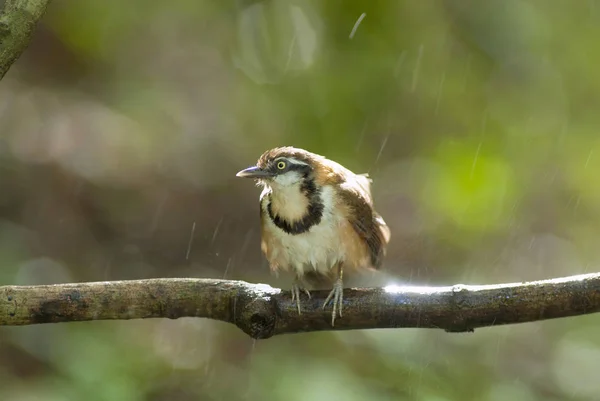 De vogels in het wild Azië. — Stockfoto