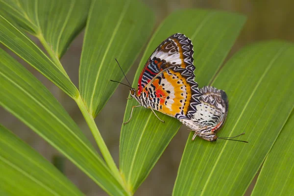 Bela borboleta na natureza . — Fotografia de Stock