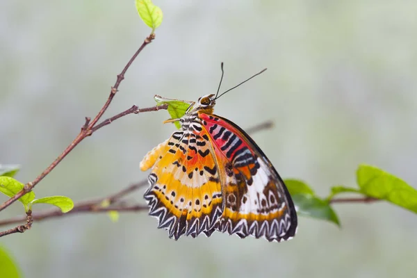 Bela borboleta na natureza . — Fotografia de Stock