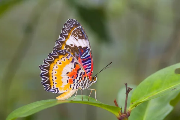 Hermosa mariposa en la naturaleza . — Foto de Stock