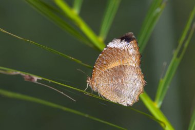 Doğadaki güzel Kelebek.