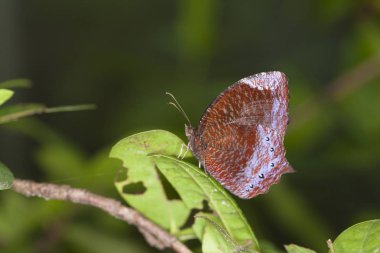 Doğadaki güzel Kelebek.