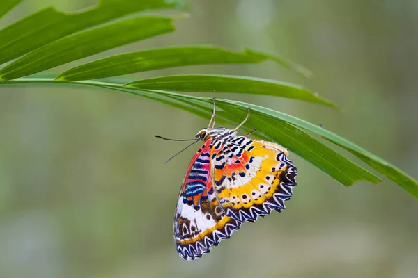 Beau papillon dans la nature . — Photo