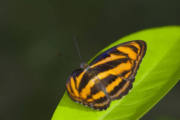 Bela borboleta na natureza . — Fotografia de Stock